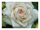 raindrops-on-white-rose-SM.jpg