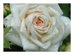 raindrops-on-white-rose.jpg
