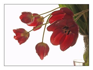 red-tulips-drooping.jpg