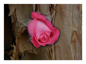 rose-bud-on-bark.jpg