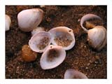 sand-in-clamshells-SM.jpg