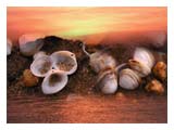 sand-in-shells-sunset-SM.jpg