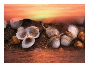 sand-in-shells-sunset.jpg
