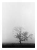 tree-in-the-mist-SM.jpg