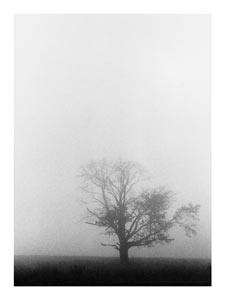 tree-in-the-mist.jpg