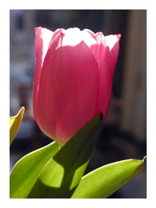 tulip-leaf-shadow.jpg