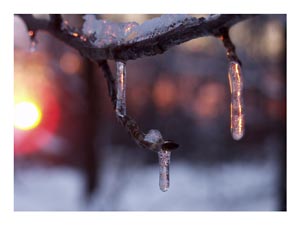 twig-icicles-at-sunset.jpg