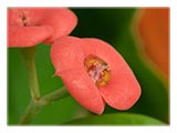 two-tiny-pink-flowers-SM.jpg