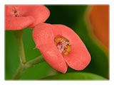 two-tiny-pink-flowers-SM.jpg