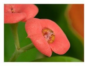 two-tiny-pink-flowers.jpg