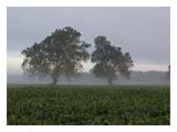 two-trees-misty-field-SM.jpg