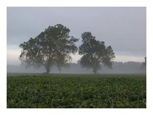 two-trees-misty-field.jpg