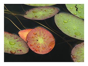 unexpected-BWCA-lily-pad.jpg