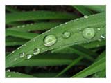 waterdroplets-lily-SM.jpg