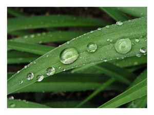 waterdroplets-lily-leaf.jpg