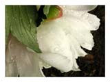white-peony-bloom-SM.jpg