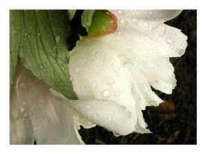 white-peony-bloom.jpg