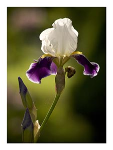 white-purple-iris.jpg